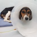 씨엘메디칼 이미지