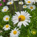 초정낚시터 이미지