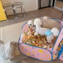 엔젤라독 이미지