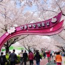 삼중공원 | 부산 낙동제방벚꽃길 실시간 개화상황 사상 삼락생태공원 구포역 도보 코스