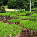 주목정원 이미지