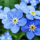 물망초forgetmenot 이미지