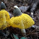 별빛뜨락 이미지