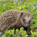 고슴도치한의원 이미지