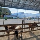 말순농장 이미지