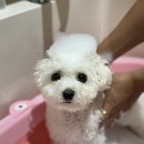 댕그랑댕 이미지