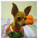 이쁜이한복 이미지