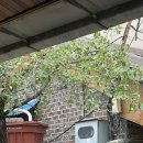 대추나무식당 이미지