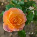 화산왕겨 네이버블로그