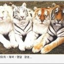 꿈에참치