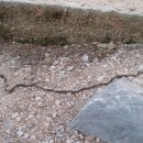 그리스장 이미지