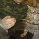 어도정수사일식 이미지