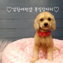 남창애견샵 복실강아지 이미지