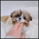 장군이켄넬 이미지