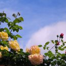 장미축제 이미지