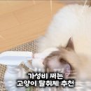 아니말리