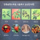 🌳 솔내음 흩날리는 강릉 솔향수목원 이미지