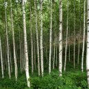 인제13-1 이미지