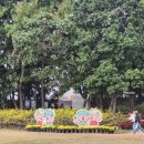 율무네애견 | 연천 전곡리 유적지에서 열린 율무축제 &amp; 국화축제 애견 동반