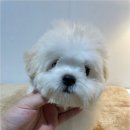 청주 강아지 분양 리몽드 퍼피 켄넬 이미지