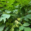 물푸레마을 휴먼시아1단지 이미지