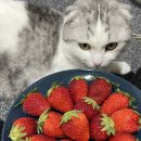 파리바게트산본목련점 이미지