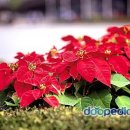 포인세티아 [poinsettia] 이미지