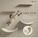 펫테리 이미지