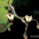 숲의틈(FOREST GAP)