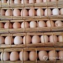 뚱땡이네 이미지