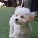 지혜롭개 이미지