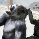 엘씨케이