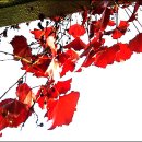 그곳에 가면 '마지막 잎새'가 있다. 이미지