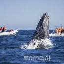 ﻿ '멕시코 산 호세 델 카보' 이미지