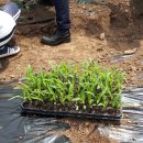 흥선농장 이미지