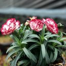 스러움 농장 이미지