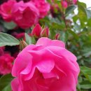 가고자운한옥솔정지 | 경상북도 경주 여행 후기 - 5월에는 경주, 경주에 가자