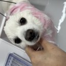 아름답개 이미지