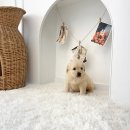 오독안심분양센터 강아지분양 고양이분양 시흥점 이미지