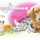 비오비애완동물백화점()
