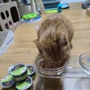 한끼멍냥 이미지