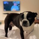 쉼 호스텔 | 애견동반 태교여행, 충북 제천 월악산 유스호스텔 2박3일 기록