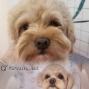 하니 그루밍( Hani Grooming) 이미지