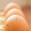 해찬농장 이미지