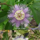 블루스카이 이미지