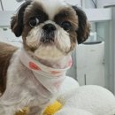 현애견미용실 네이버블로그