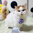 레샤(les chats)