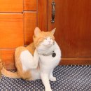 놀다가게 | [구례 여행] 지리산 아래 숨겨진 고양이 아지트, 소품샵 놀다가게 후기