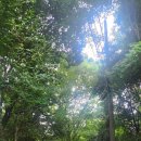 작은나무치과의원 이미지