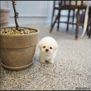 고양&화이트퍼피켄넬 | 동탄강아지 클라씨퍼피, 올인원 케어 가능한 프리미엄샵 방문 후기